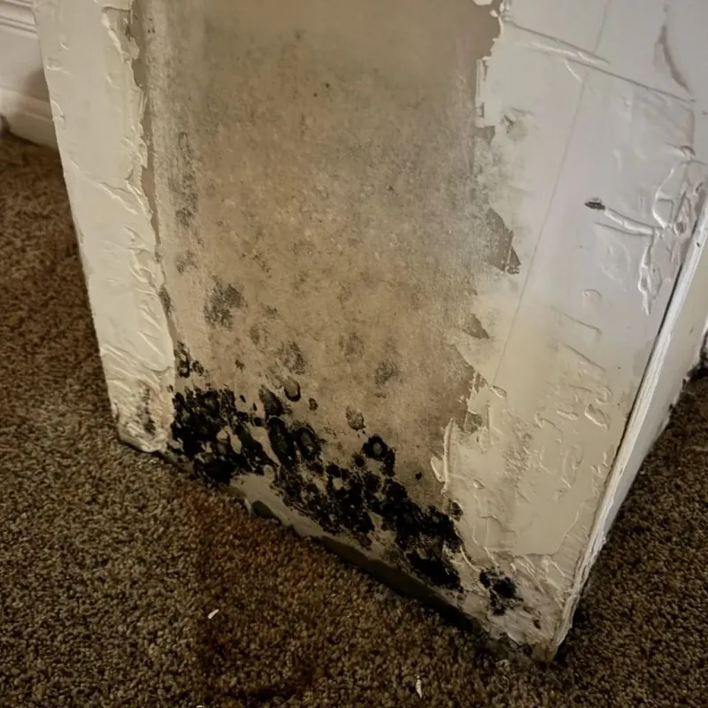 Professional Mold Removal in Frankfort, MI